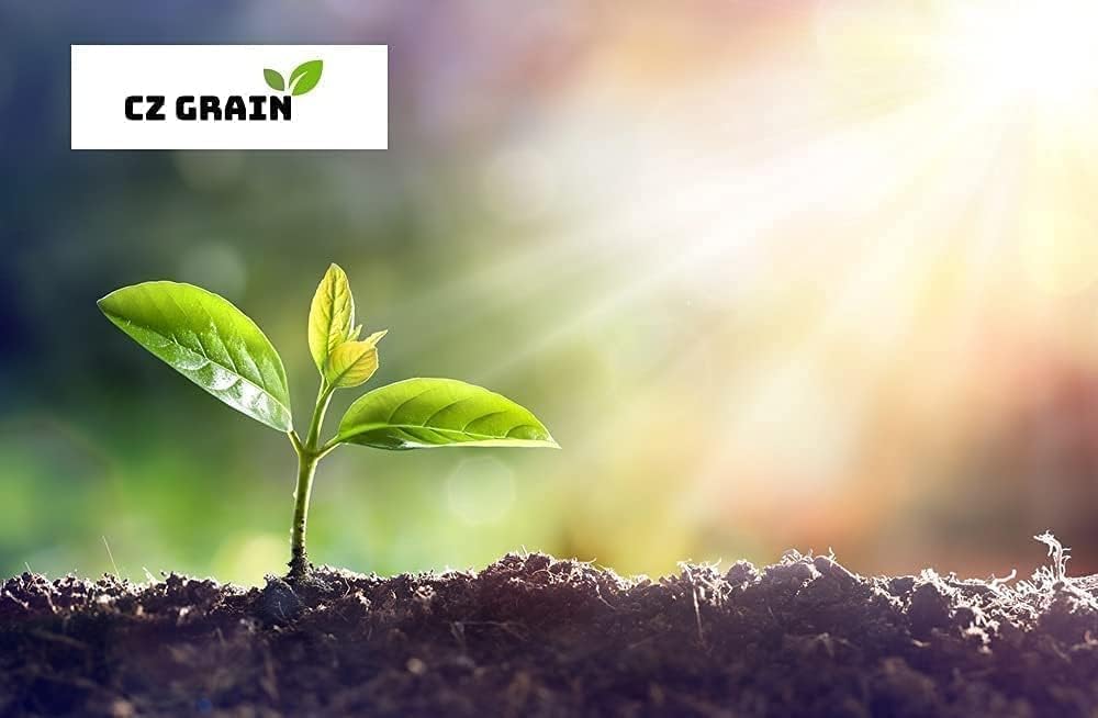 3 Green Japanese Maple Tree Seedlings for Planting - Excellent Bonsai Material - Ready to Plant - Approx 12 Inches Tall