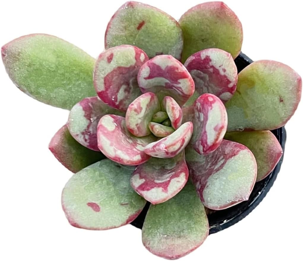 2" Live Succulent 'E. Huadan', Rare Succulent Plants Fully Rooted in Pots, Unique House Plant for DIY, Party Favor, Home Office Decoration