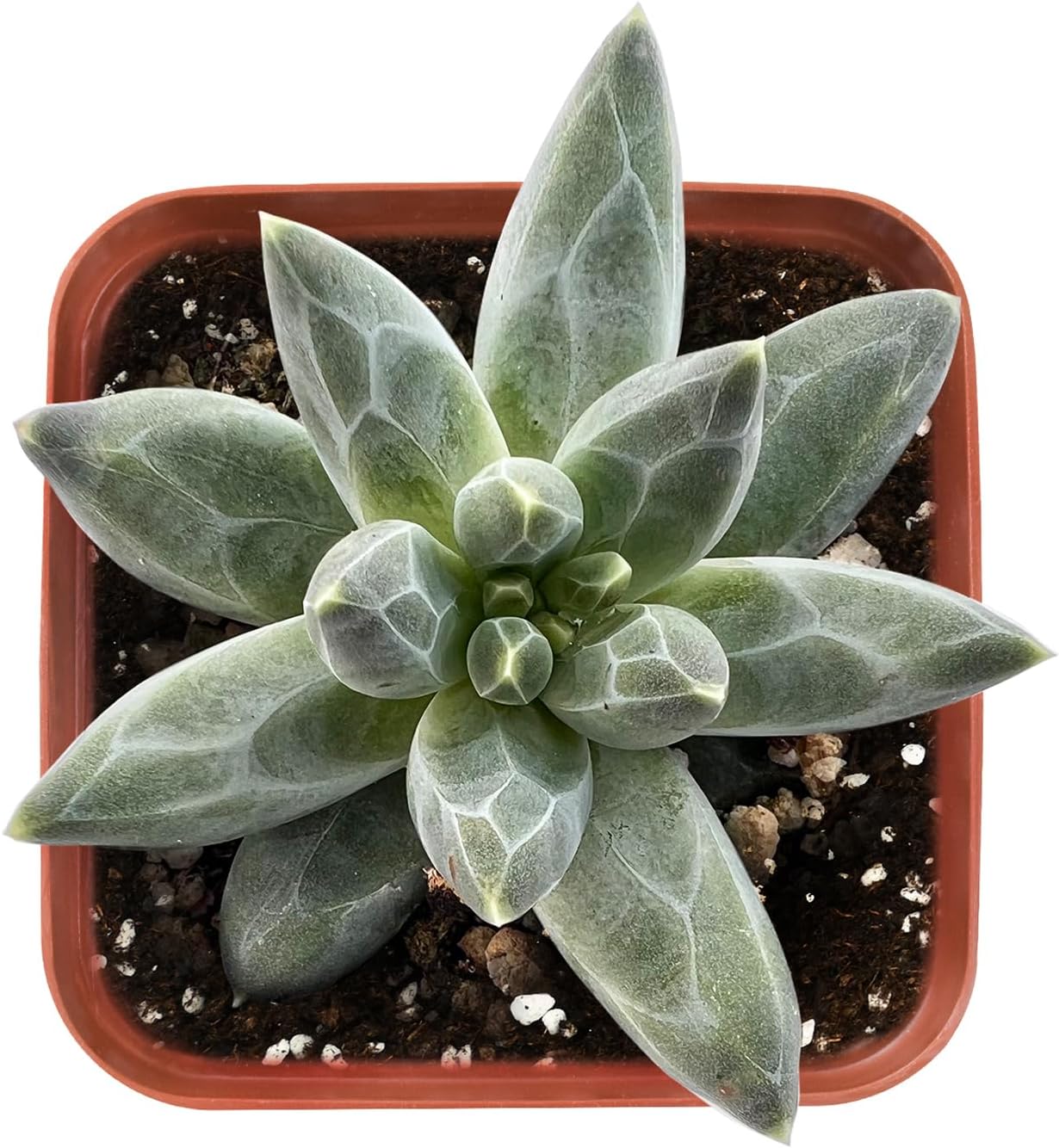 2" Rare Succulent pachyphytum compactum, Live Succulents Plants Fully Rooted in Grower Pots, Unique Gift for Wedding Favor, Party Favor