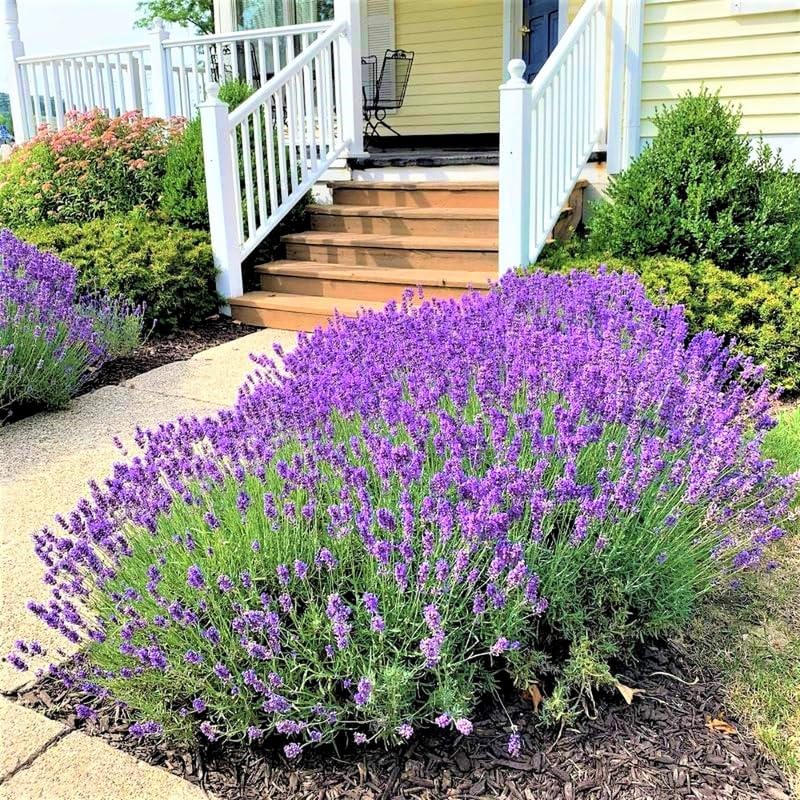 4 Lavender Plants Live, Purple Live Lavender Plant Indoor Outdoor, 5 to 8 Inch Tall Herb