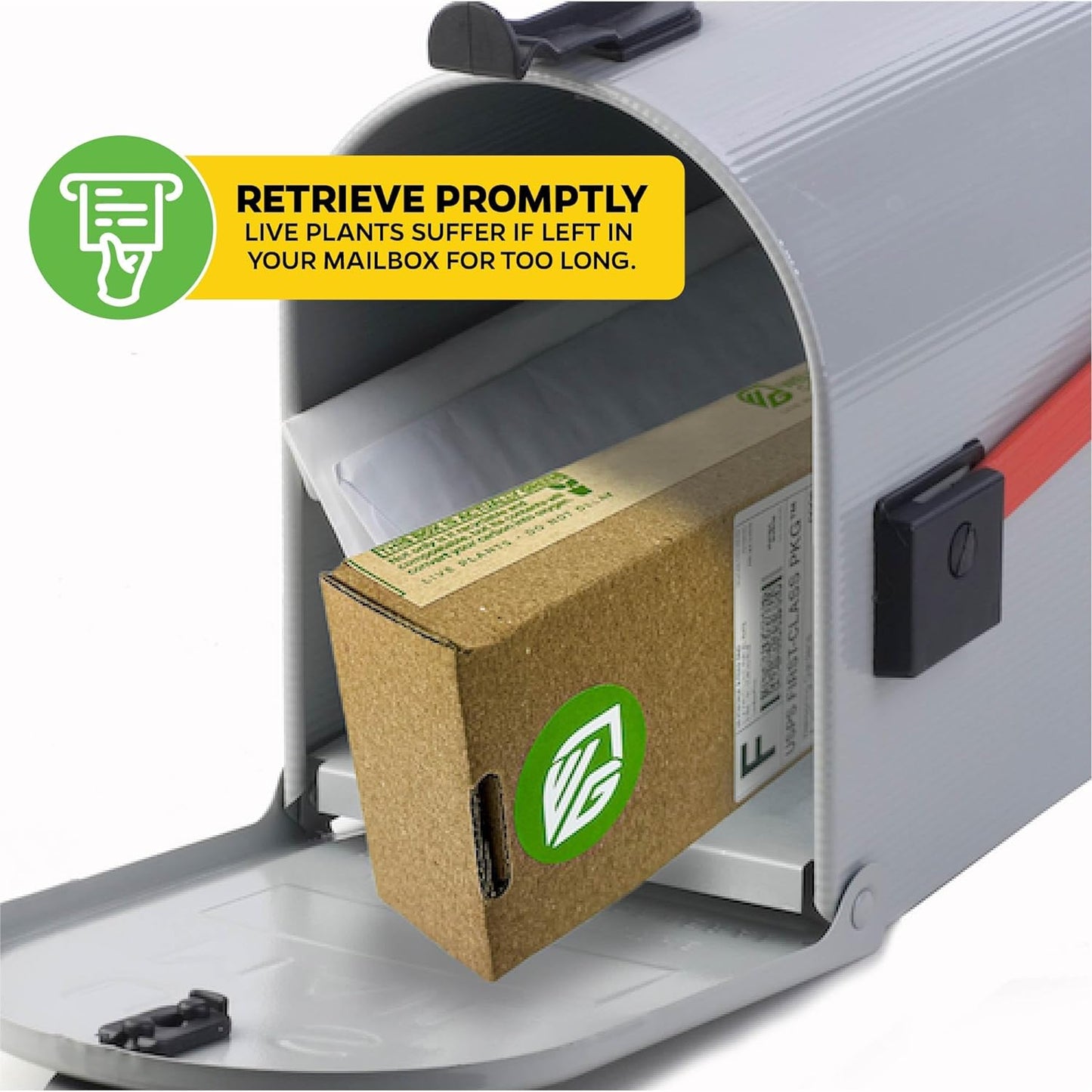 Alata Pitcher Plant - Nepenthes Live Carnivorous Plant by Wellspring Gardens - Easy to Grow Starter Bulbs Great for Nature Lovers & Gardeners - Outdoor & Indoor Aquatic Planting