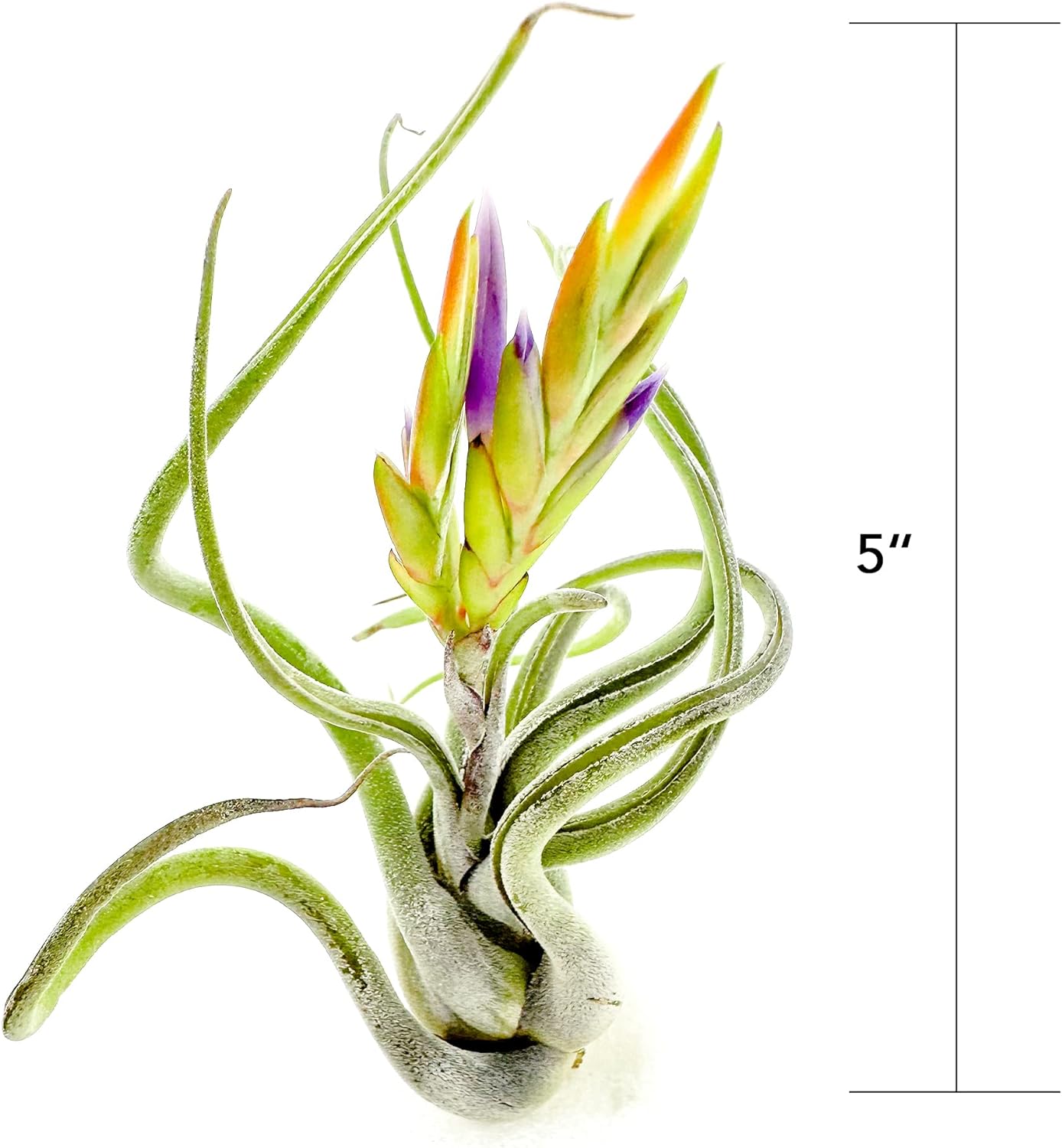 Air Plants - Flowering Tillandsia Caput Medusae, Large 5-7" - 3ct - Live Arrival Guaranteed - House Plants for Home Decor & Gift