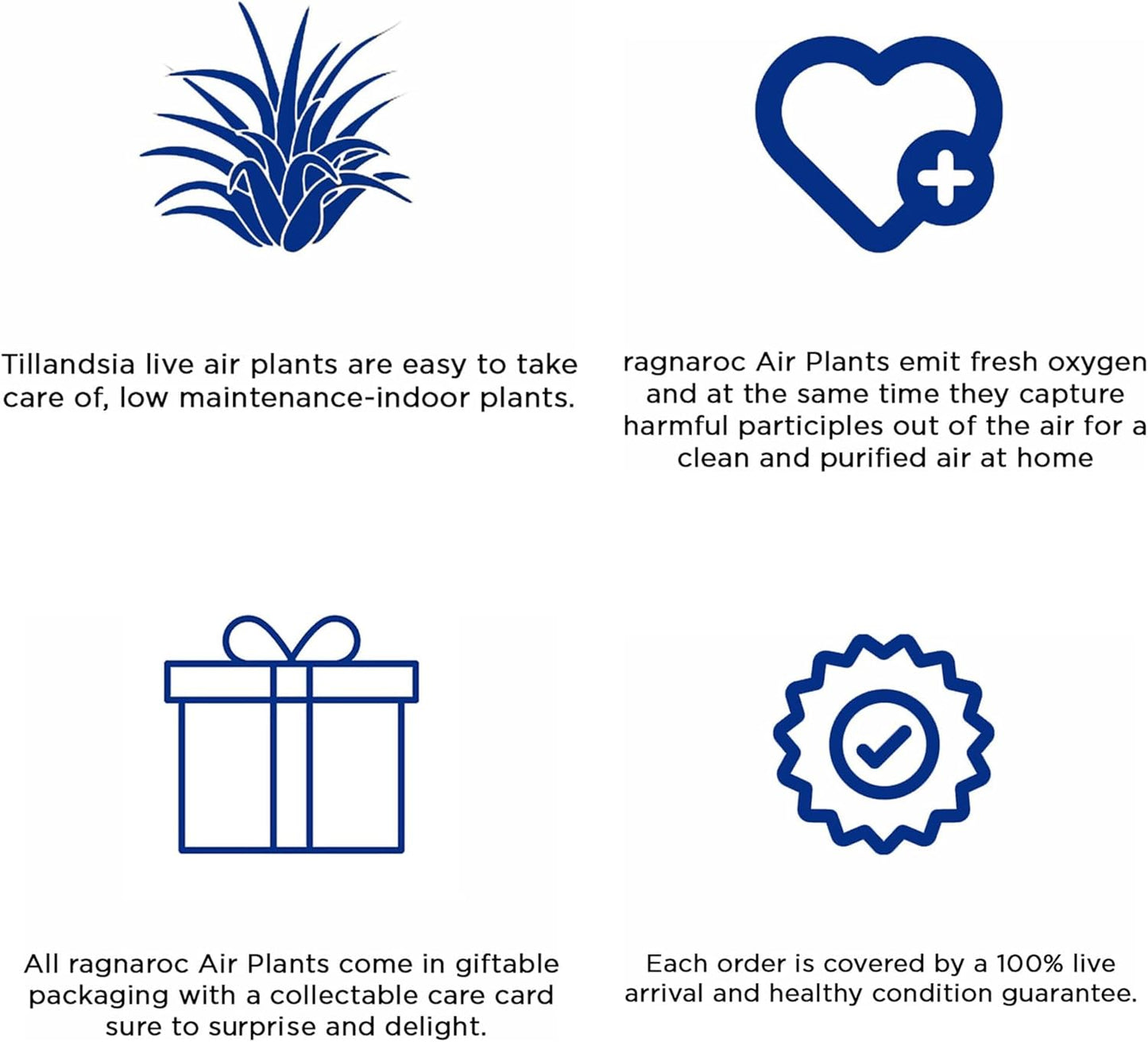 Air Plants - Tillandsia Andreana, Large 4-6" - 3ct - Live Arrival Gauranteed - House Plants for Home Decor & Gift