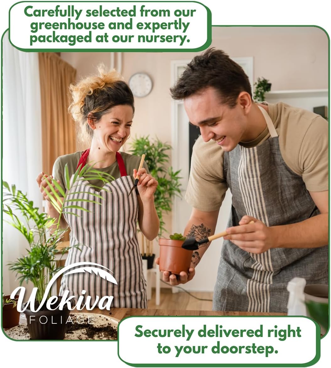 Allspice Tree - Live Plant in a 4 Inch Growers Pot - Pimenta Dioica - Beautiful Fragrant Spice Producing Tree for Patio and Garden