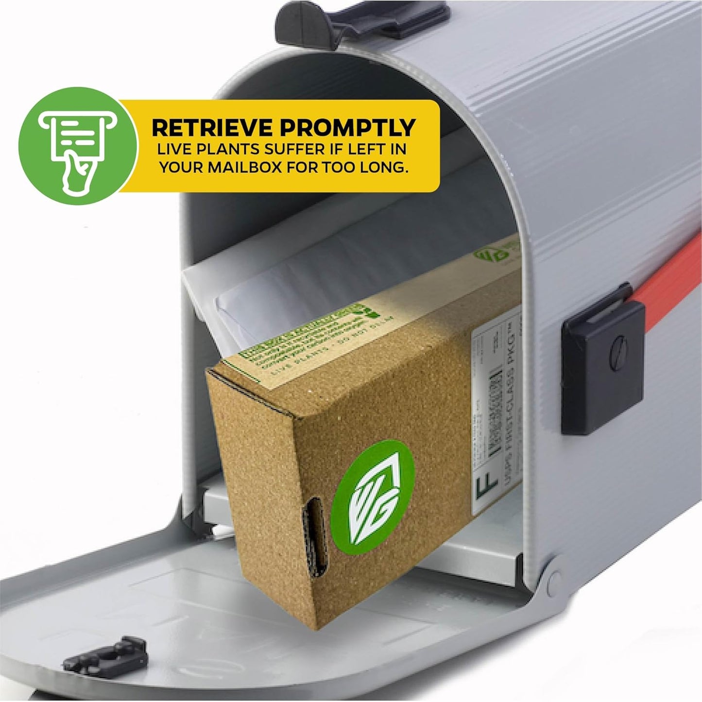 Dwarf Orinoco Banana Tree Live Plant - Musa acuminata by Wellspring Gardens - Starter Plant Ideal for Gardens & Containers - Great for Indoor Houseplants, Outdoor Landscaping & Garden Planting