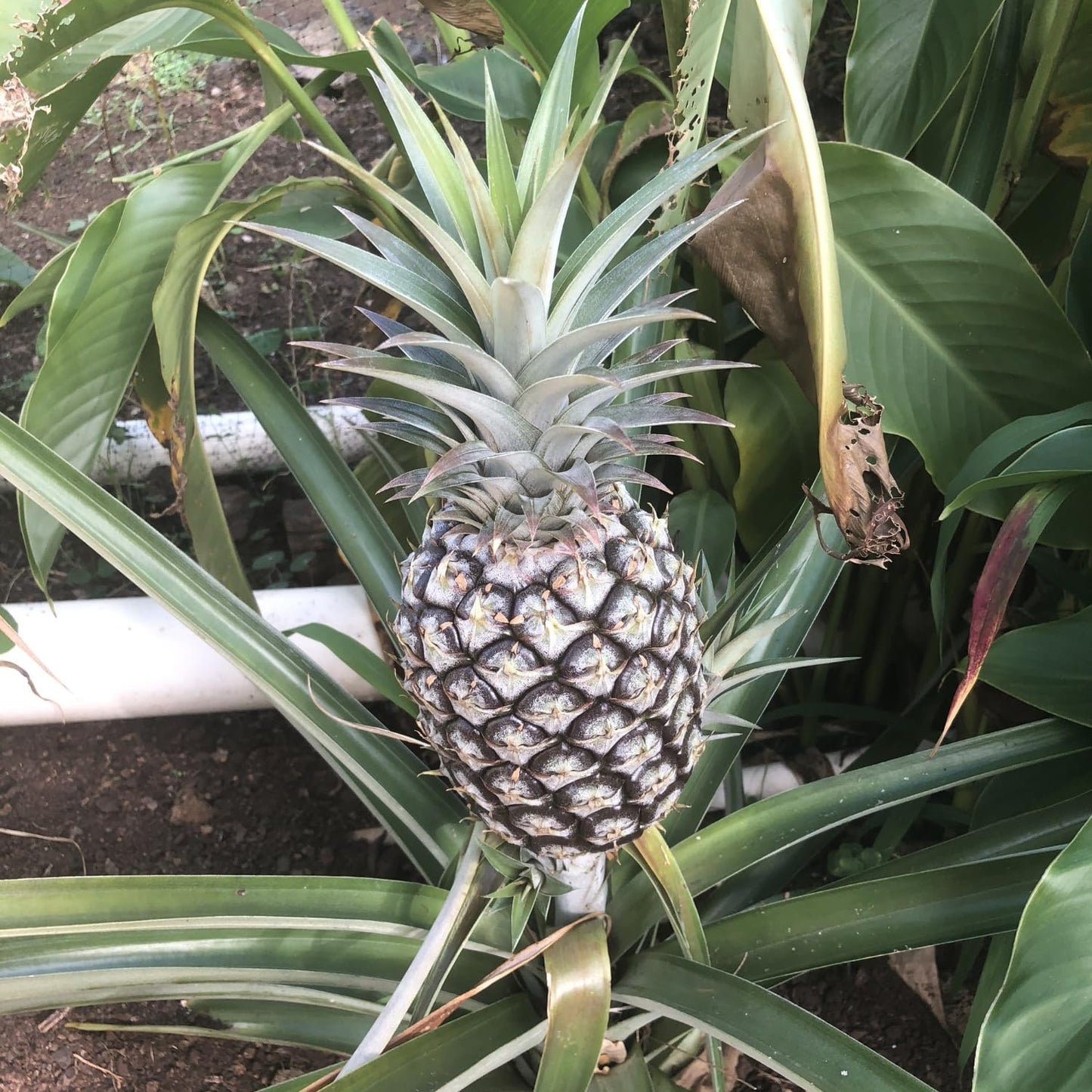2 White Jade Pineapple Plants Live, 5-9 Inc Tall, Pineapple Fruit Trees Live Plants, Pineapple Seedlings