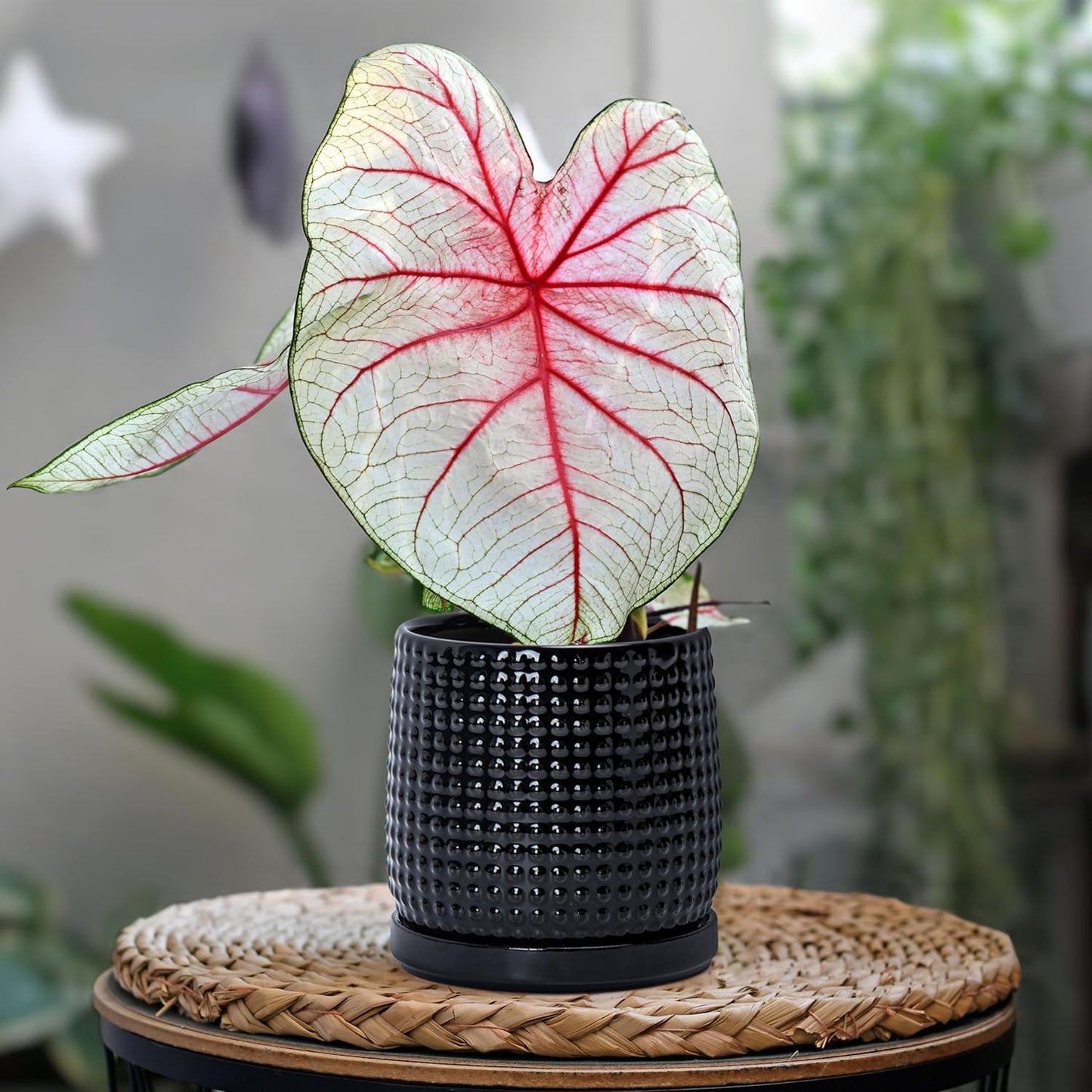 D'vine Dev Set of 2 Ceramic Plants Pots, 4 Inch Beaded Stoneware Flower Pot for Plants with Drainage Hole and Saucer, Glossy Black, 27-E-Z-2