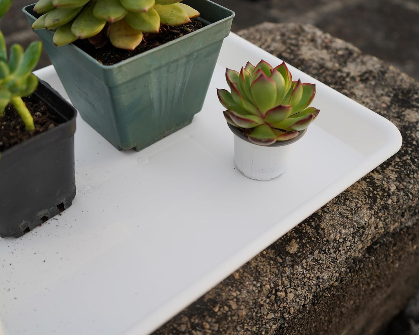 4 Pack Plant Saucer Tray, Plant Growing Nursery Trays, Heavy Sturdy Seed Starting Trays, Plant Starter Trays for Indoors No Holes, Seed Starter Growing Tray (17.5"x10.6", Creamy White)