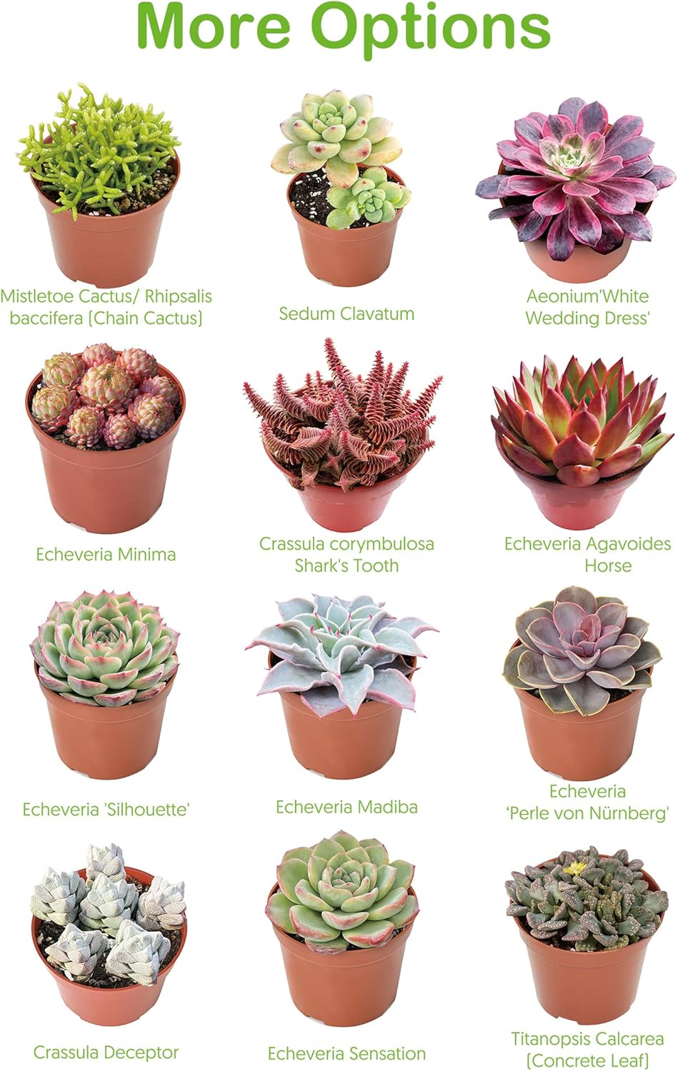 4-inch Succulent Echeveria 'Biante', Live Succulents Plants Fully Rooted in Pots with Soil, Easy-Care House Plants for DIY, Home Office Decoration