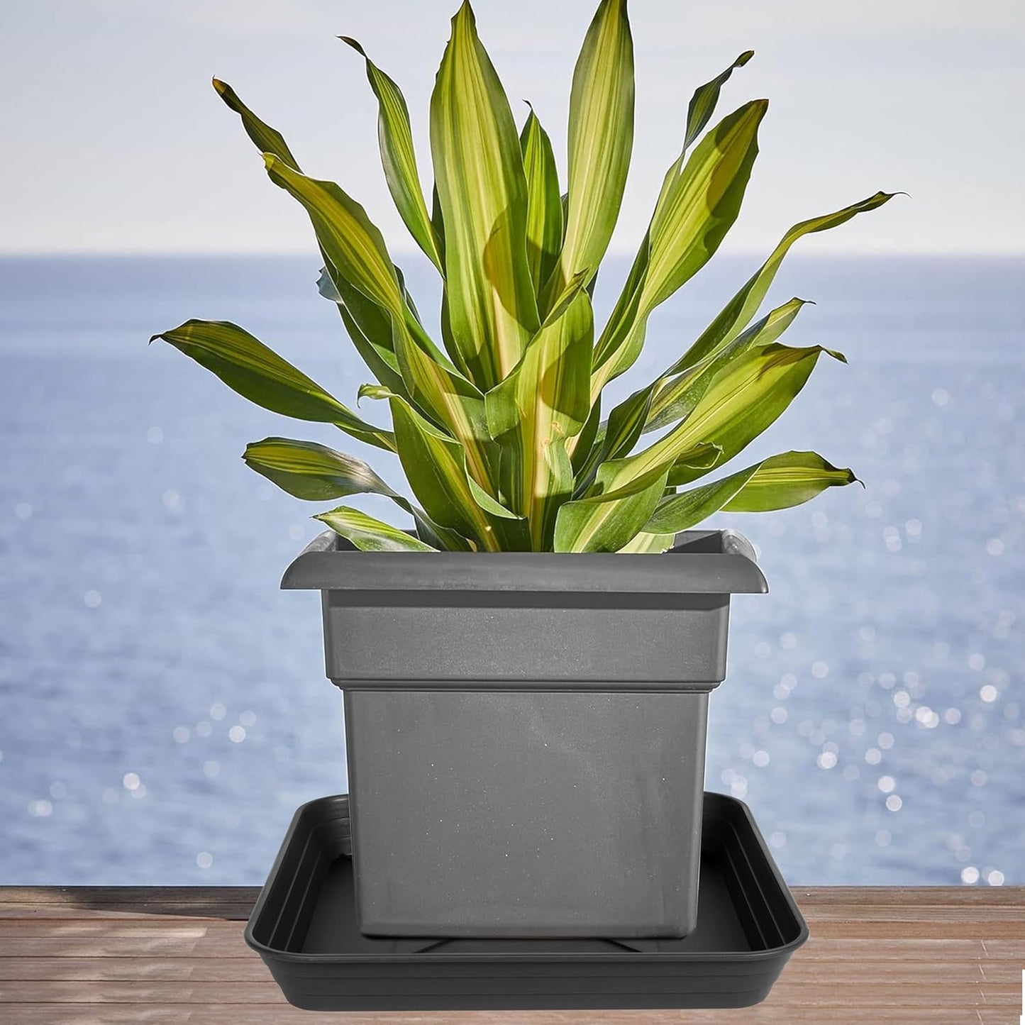 6 Inch 4 Pack Square Plant Saucer Tray, Heavy Duty Plastic Plant Saucers for Indoors Outdoor, Flower Planter Drip Trays for Pots, 6 8 10 12 14 16 18 20 inch, Growing Trays (6"-Black)