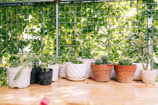 Transform Your Small Space: The Ultimate Indoor Gardening Guide with FreshLeaf