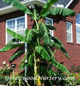 Greenwood Nursery: Live Perennial Plants - Musa Basjoo Cold Hardy Banana - [Qty: 3X Pint Pots] - (Click for Other Available Plants/Quantities)