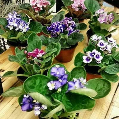 Four African Violet Plants-World's Best Blooming House Plant by JMBAMBOO