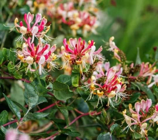 Fragrant Cloud Pink Honeysuckle in 3.5 inch Pot, Beautiful Fragrant Climber!!