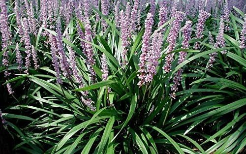 Emerald Goddess Liriope Muscari - 30 Live Plants - Drought Tolerant Low Maintenance Evergreen Ground Cover Grass