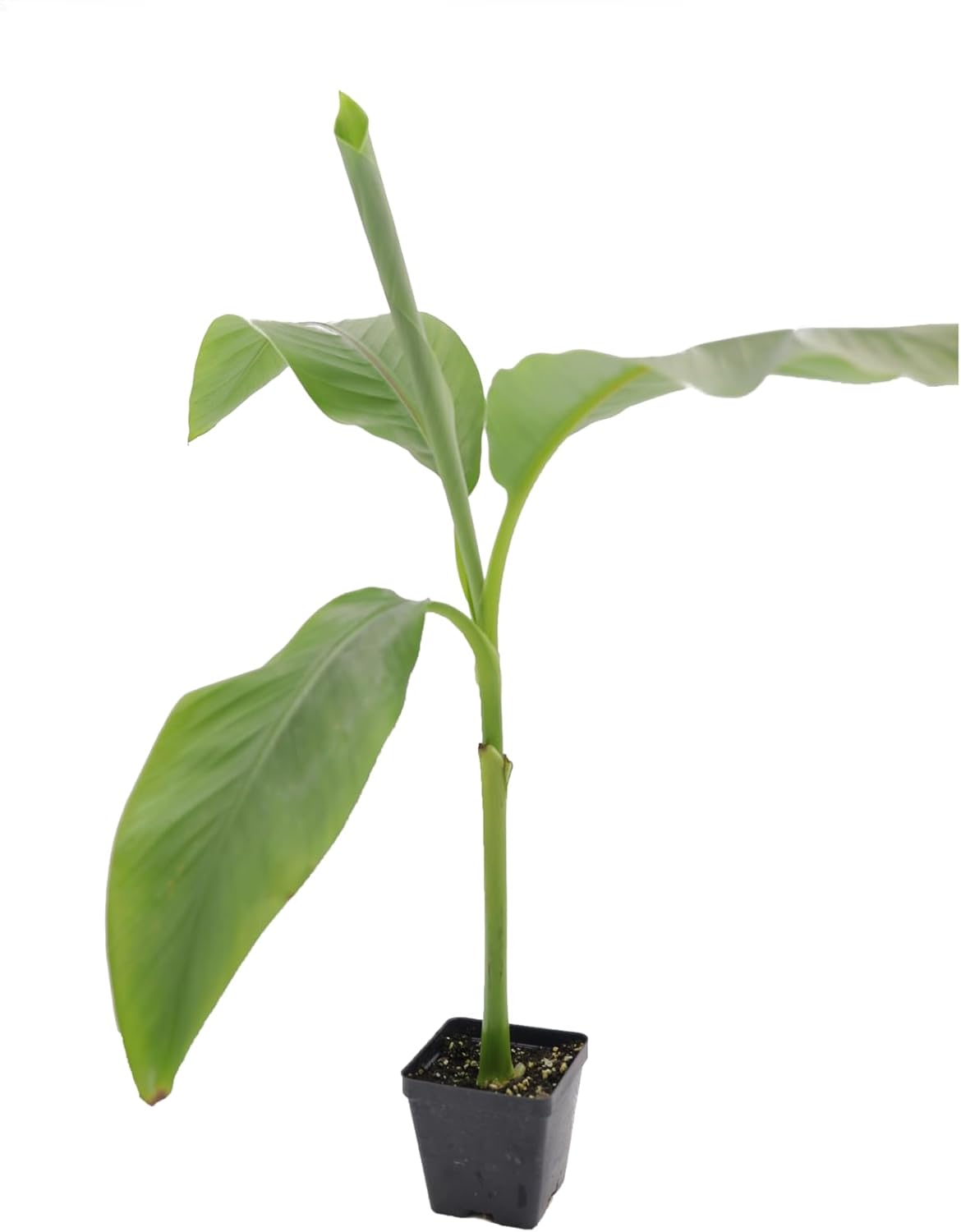 Greenwood Nursery: Live Perennial Plants - Musa Basjoo Cold Hardy Banana - [Qty: 10x Pint Pots] - (Click for Other Available Plants/Quantities)