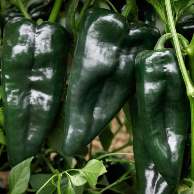 Green Jalapeno Pepper Plant Live in 2.5 Inch Pot for Planting Outdoor