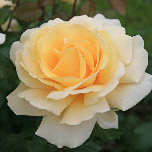 Heirloom Roses Hybrid Tea Rose Bush - Eleganza® Winter Sun Live Yellow Plant for Outdoor Planting
