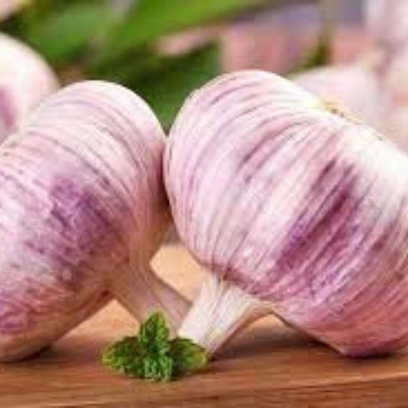 8 Garlic for Planting in Fall Hardneck, Purple Stripe Garlic Bulbs for Planting, Fresh and High Yield Bulb Variety Pack, Hardy and Fast Growing