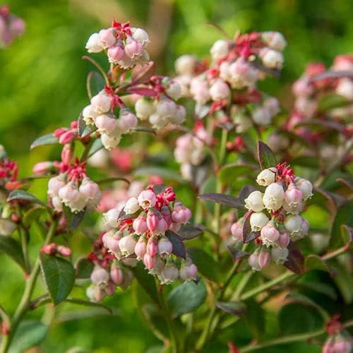 Direct Gardening Bluecrop Blueberry Bush Starter Plant, 1 per Offer-Can't Ship to CA, GA, MI, OR or WA