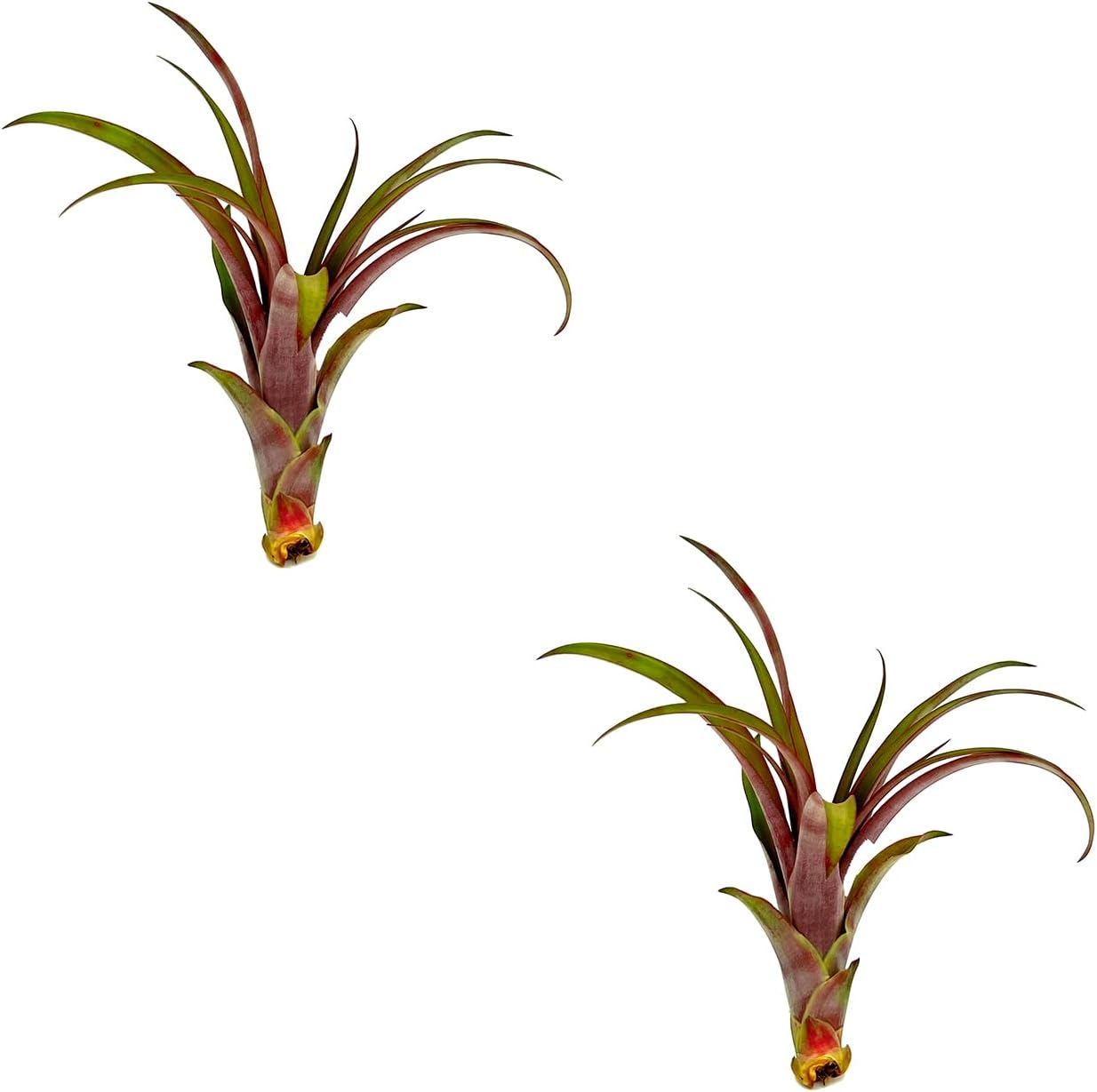 Air Plants - Tillandsia Red Capitata, Large 5-7” - 2 ct - Live Arrival Guaranteed - House Plants for Home Decor & Gift