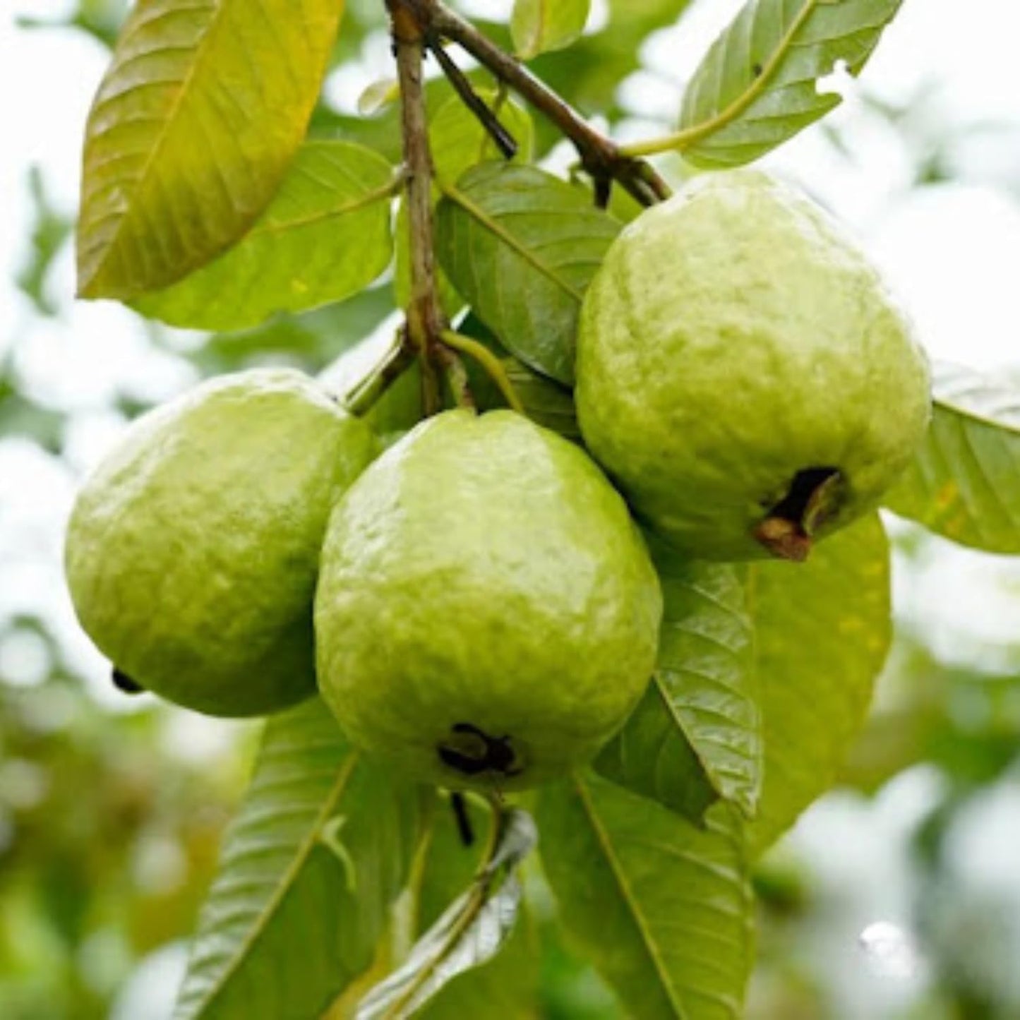 Guava Tree Live Plant, Pink Guava Trees, Guava Fruit Tree for Planting Indoor Outdoor Garden, 5 to 9 Inches Tall