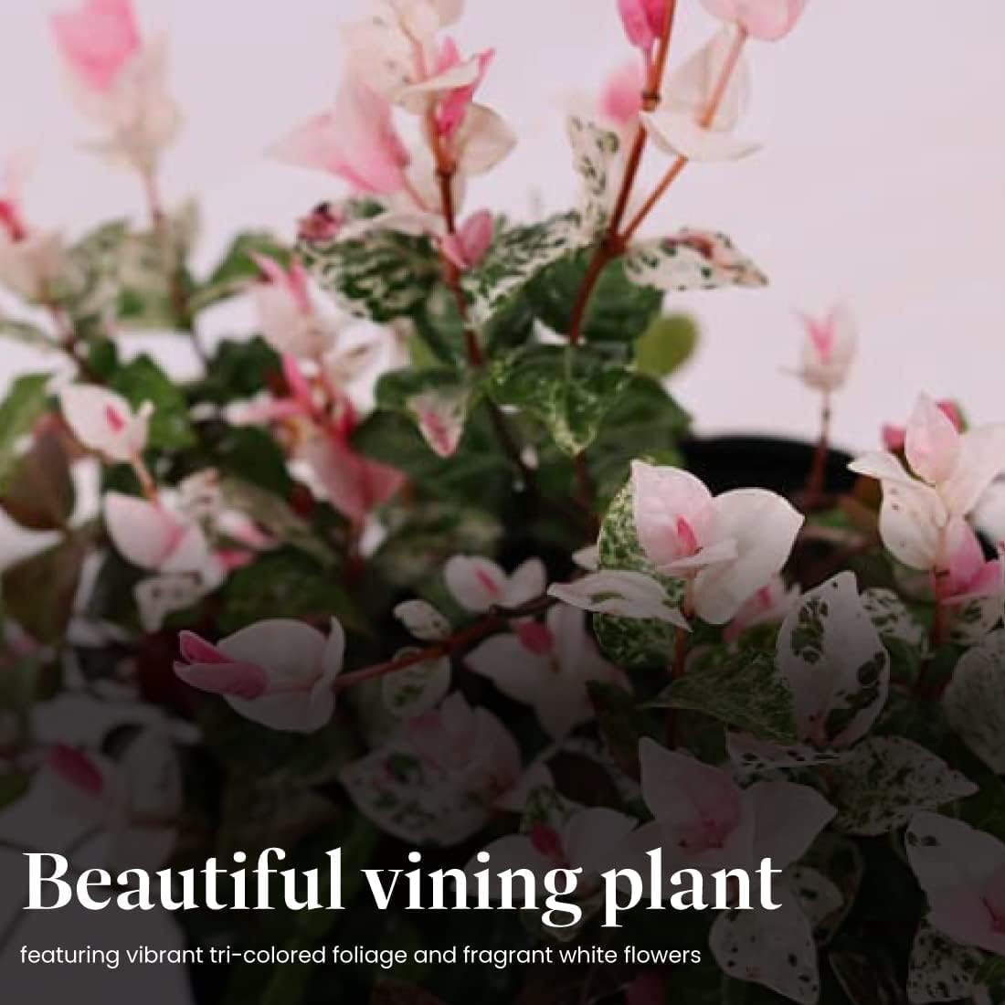 American Plant Exchange Snow & Summer Jasmine – 6-Inch with Pot – Live Fragrant Flowering Climbing Vine, Ideal for Trellises, Garden Beds, or Patio Decor