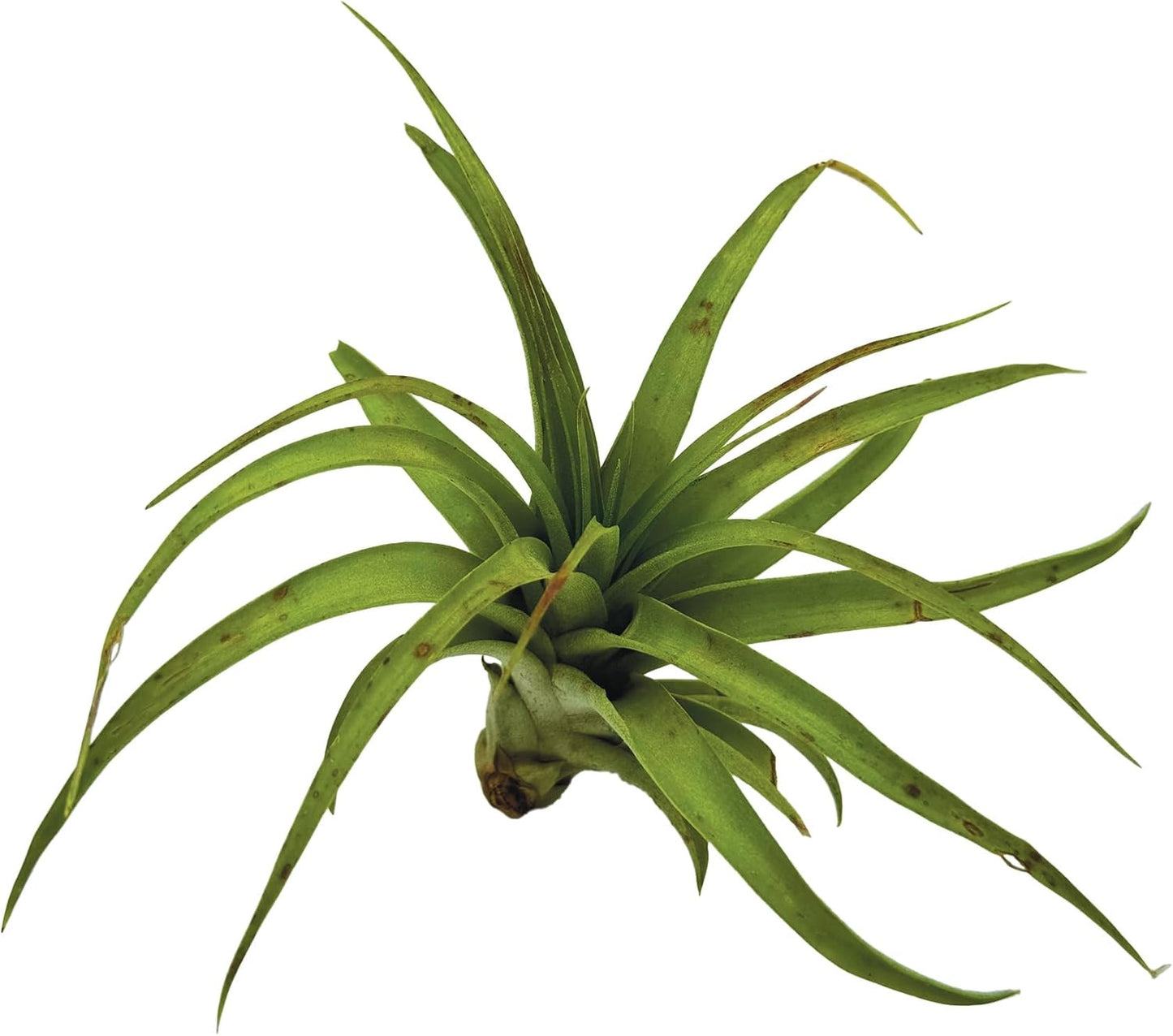 Air Plants - Tillandsia Brachycaulos Multiflora, Jumbo 5-7" - 1 ct - Live Arrival Guaranteed - House Plants for Home Decor & Gift