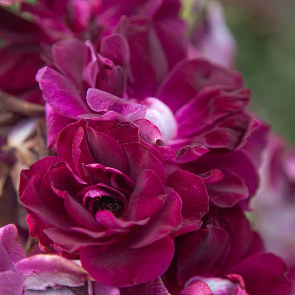 Heirloom Roses Rose Plant - Burgundy Iceberg™ Purple Rose Bush, Shrub Live Plant for Planting Outdoors