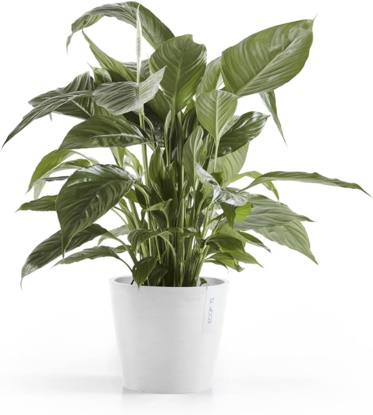 Ecopots Amsterdam Durable Modern Round Indoor/Outdoor Recycled-Based Composite Flower Pot Planter, Pure White, 8"