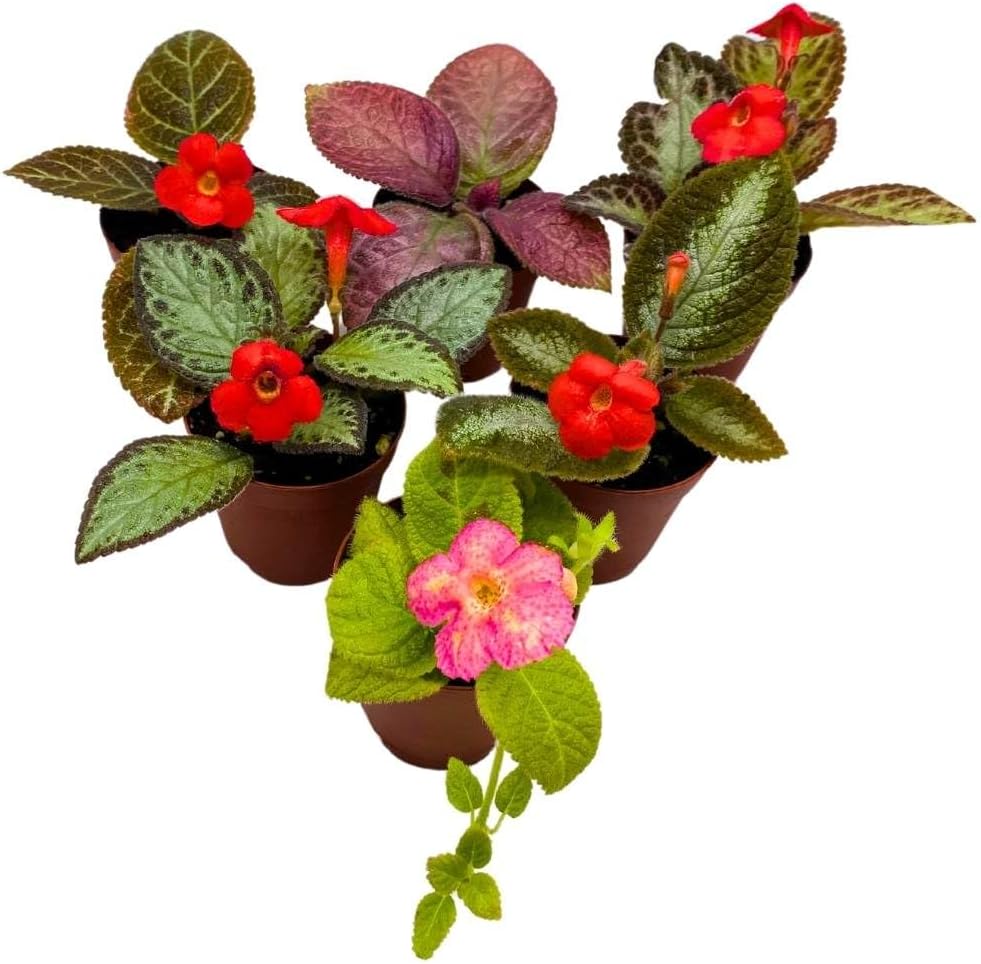 Harmony's Flame Violets Colorful Episcia Grower's Choice Mix 2 inch Set of 6 Rare Variegated and Collector's Varieties