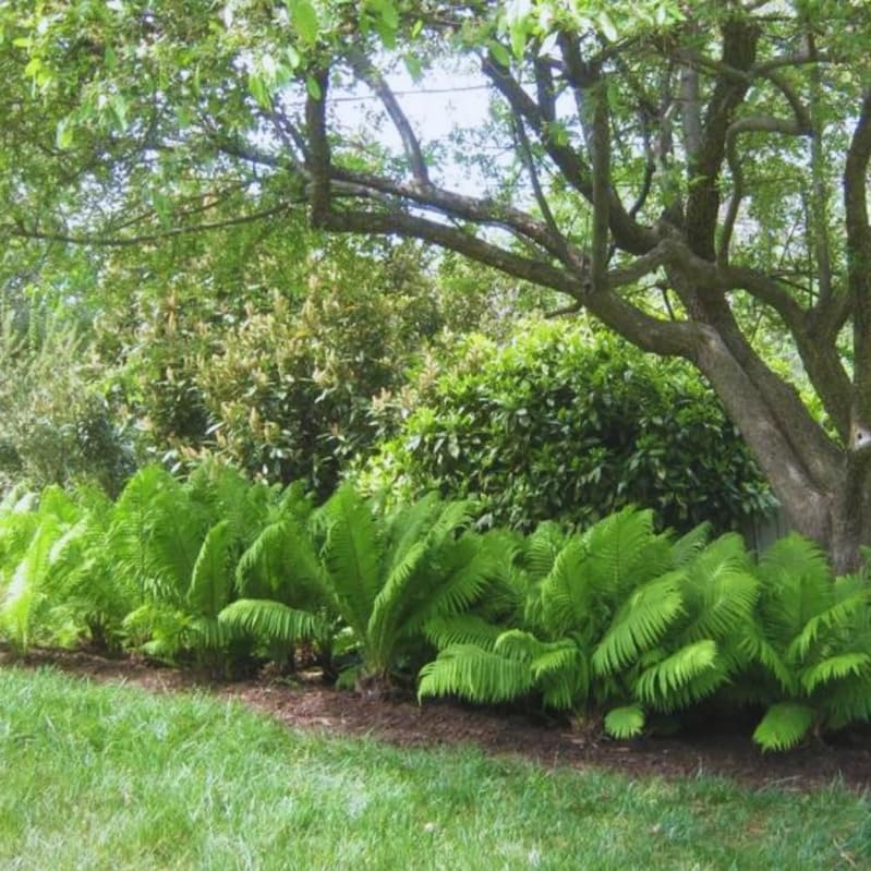 20 Ostrich Fern Rhizomes/Roots - Matteuccia struthiopteris - (20 Pack)