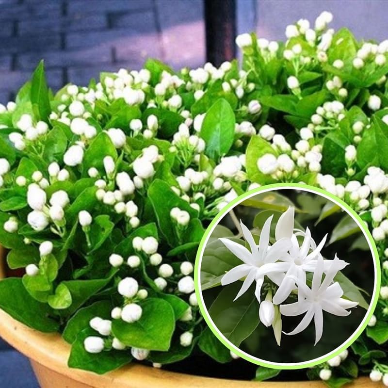 2 Belle of India Jasmine Plants Live, Climbing Jasmine Indoor Outdoor Live, Fragrant, 5-9" in Tall, No Pot, Hardy and Fast-Growing