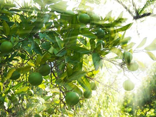Father's Day Live Persian Lime Tree Gift, Dwarf Citrus Tree, Easy to Grow, Indoor/Outdoor, Unique Gift for Dad, Home Gardeners, by The Magnolia Company, Can't Ship to CA, AL, AZ, LA, TX