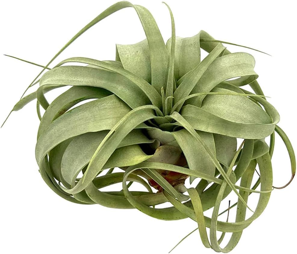 Air Plants - Tillandsia Xerographica, Large 5-7” - 10ct - Live Arrival Gauranteed - House Plants for Home Decor & Gift