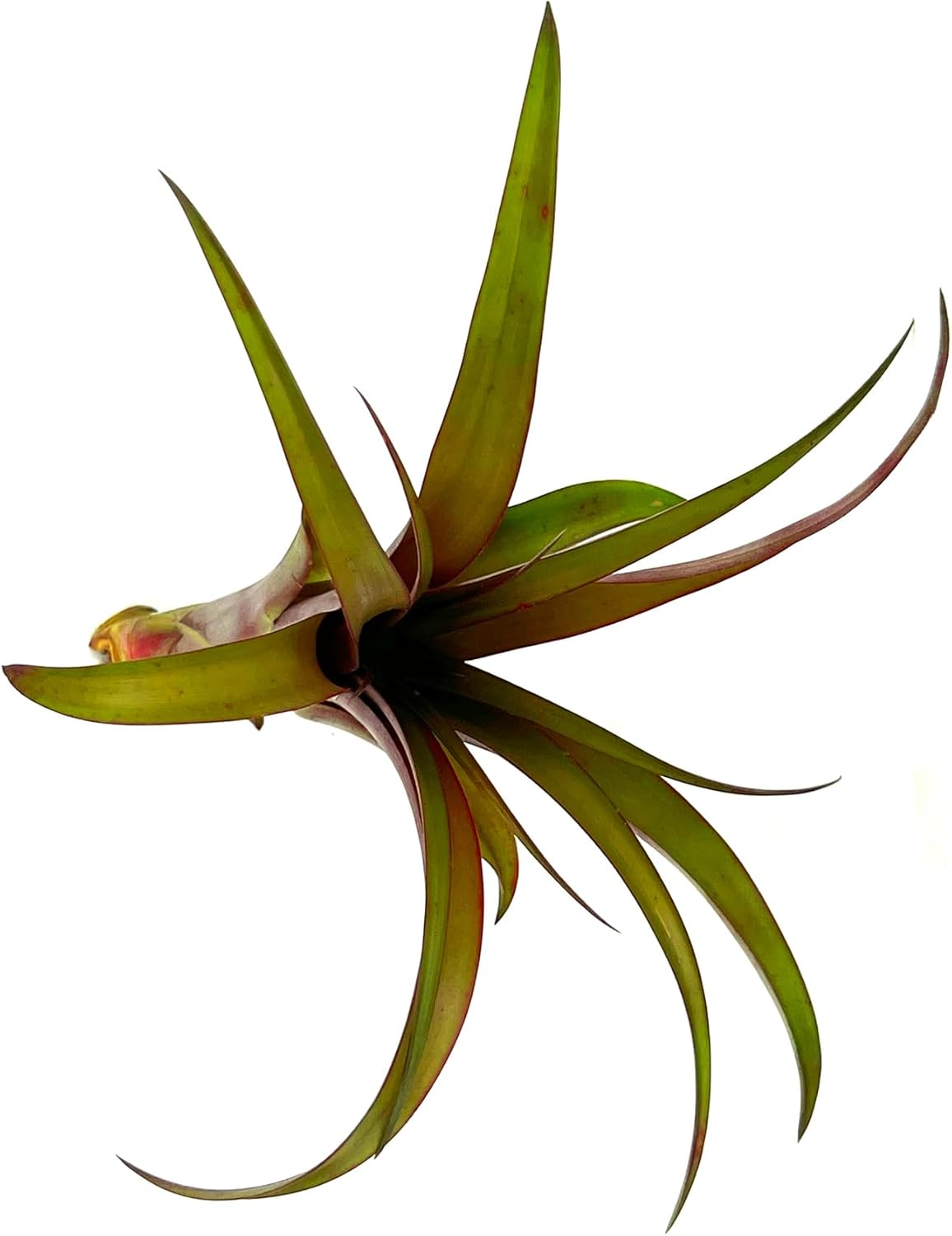 Air Plants - Tillandsia Red Capitata, Large 5-7” - 1ct - Live Arrival Guaranteed - House Plants for Home Decor & Gift
