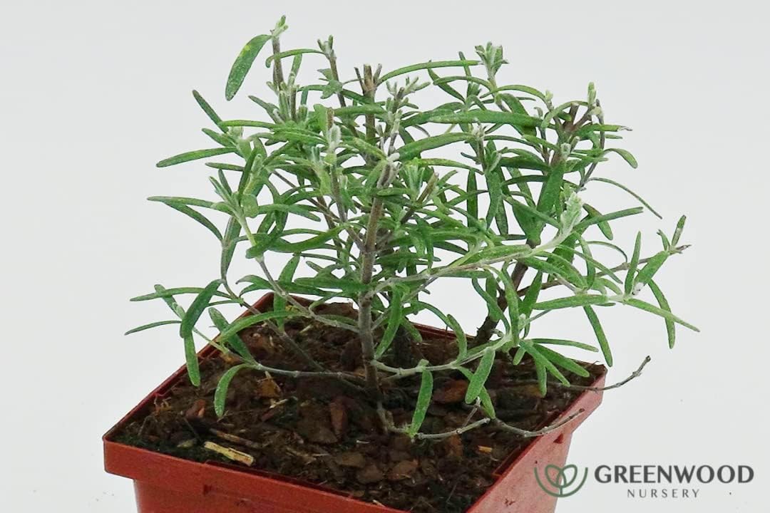 Greenwood Nursery: Live Perennial Plants - ARP Rosemary + Rosmarinus Officinalis - [Qty: 5X 3.5 Pots] - (Click for Other Available Plants/Quantities)