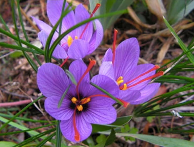 20 Saffron Sativus Crocus Corms - Premium Quality Saffron Bulbs for Planting with Comprehensive Growing Instructions