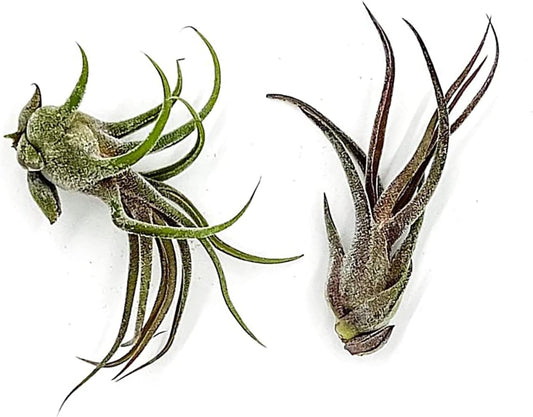 Air Plants - Tillandsia Pruinosa, Large 3-5" - 2ct - Live Arrival Guaranteed - House Plants for Home Decor & Gift