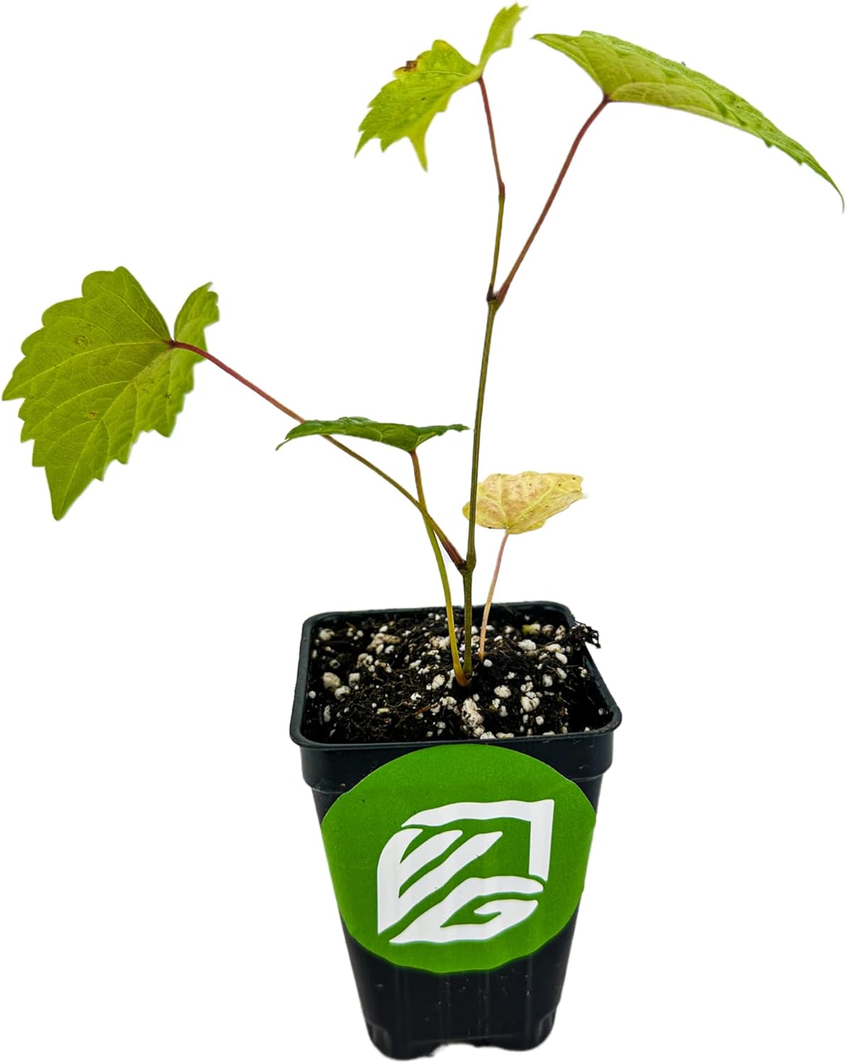 Delicious' Muscadine Grape Vine Live Plant - Vitis rotundifolia by Wellspring Gardens - Thriving Starter Plant for Outdoor Gardens - Juicy Grape Plant - Perfect for Eating Fresh, Jam or Wine Making