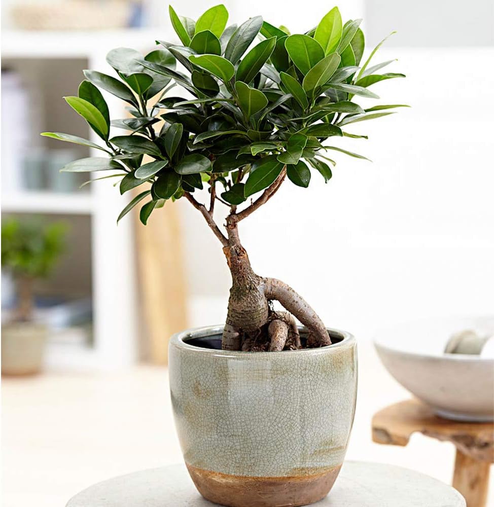 American Plant Exchange Ficus Ginseng Microcarpa – 4-Inch with Pot – Live Easy Care Bonsai Tree, Air Purifying Indoor Plant for Home, Office, or Zen Décor