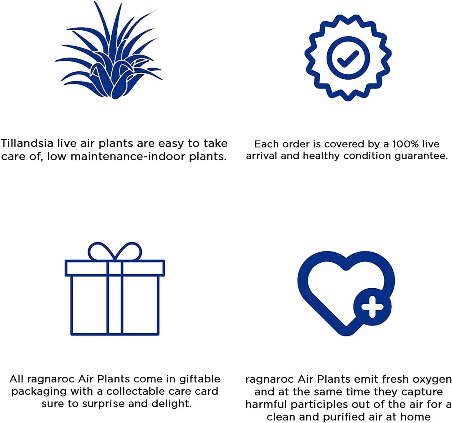 Air Plants - Tillandsia Red Capitata, Large 5-7” - 5 ct - Live Arrival Guaranteed - House Plants for Home Decor & Gift