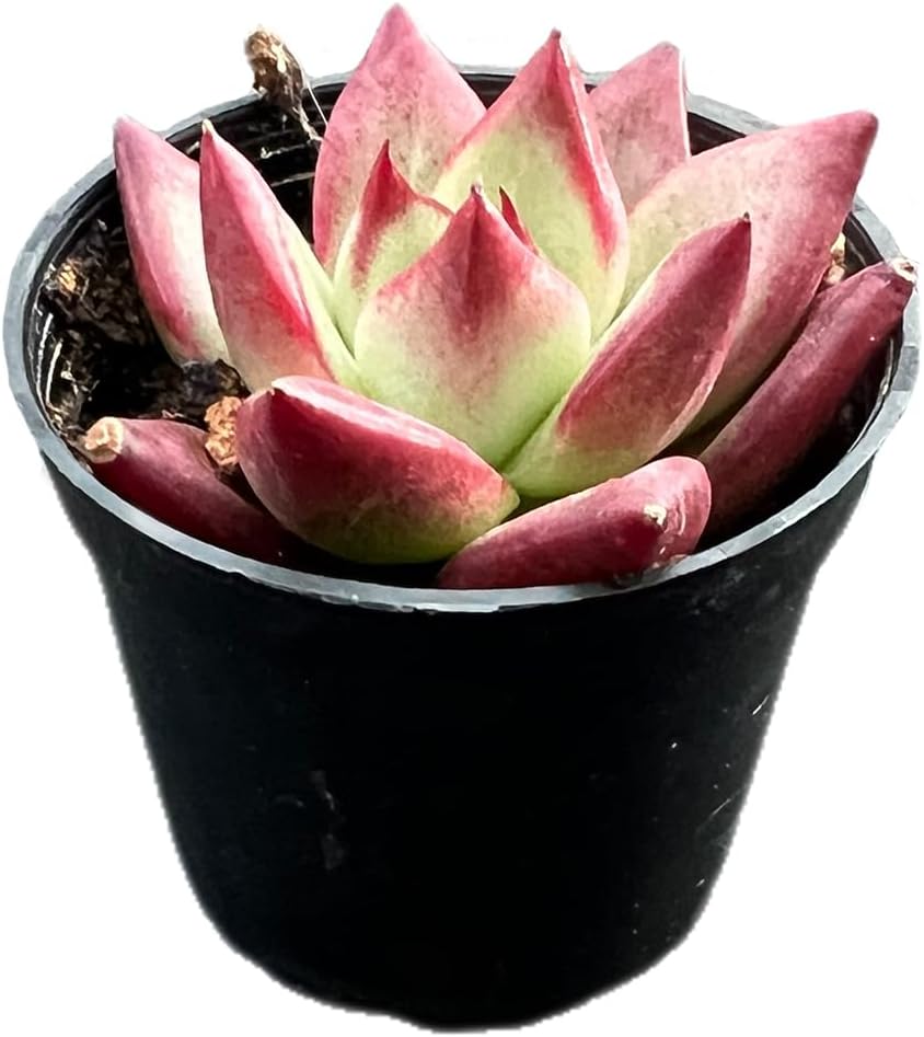2" Rare Succulent Echeveria 'RedRoca', Live Succulents Plants Fully Rooted in Grower Pots, Unique Gift for Wedding Favor, Party Favor