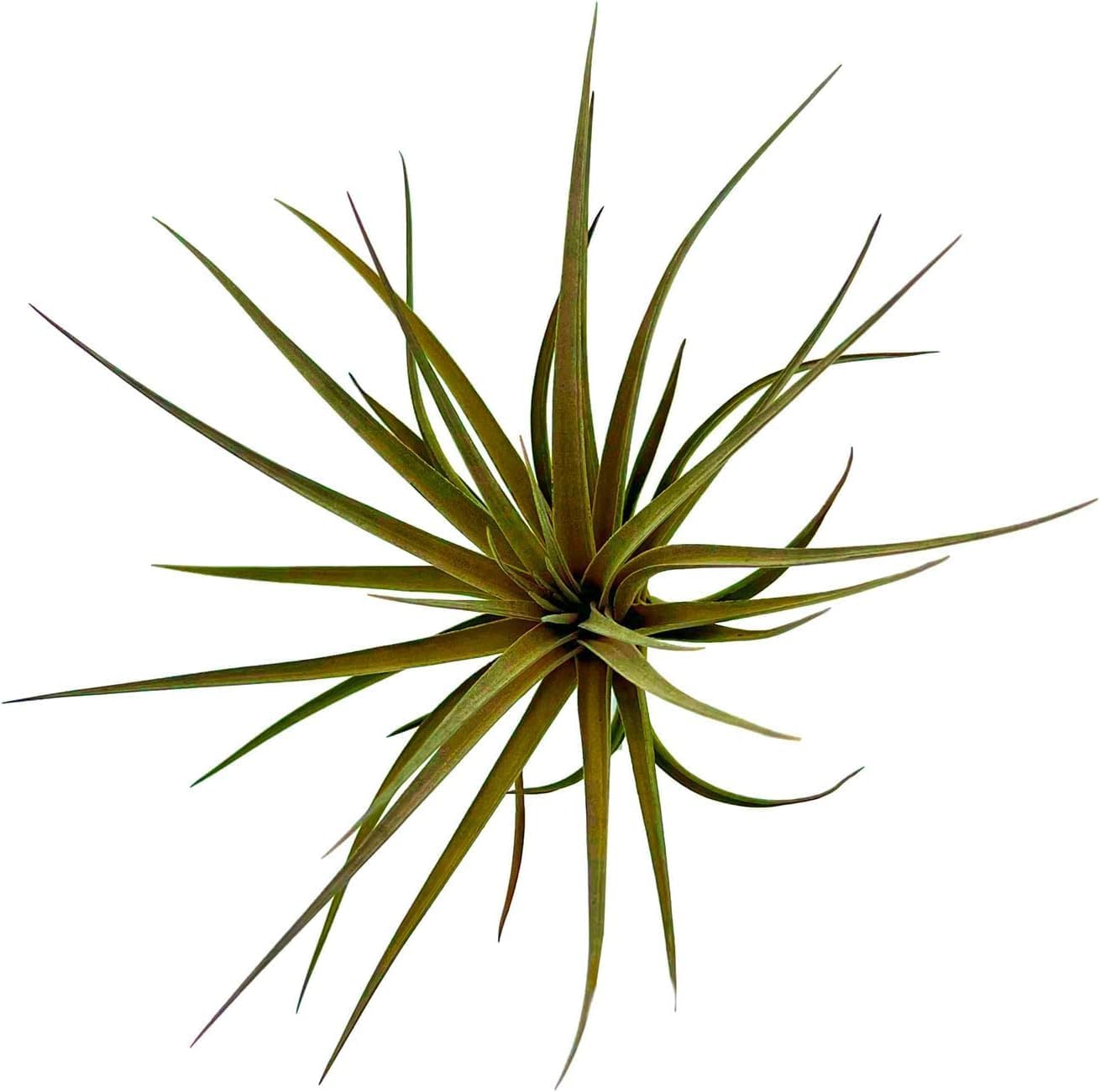 Air Plants - Flowering Tillandsia Stricta Large 5" - 5ct - Live Arrival Guaranteed - House Plants for Home Decor & Gift