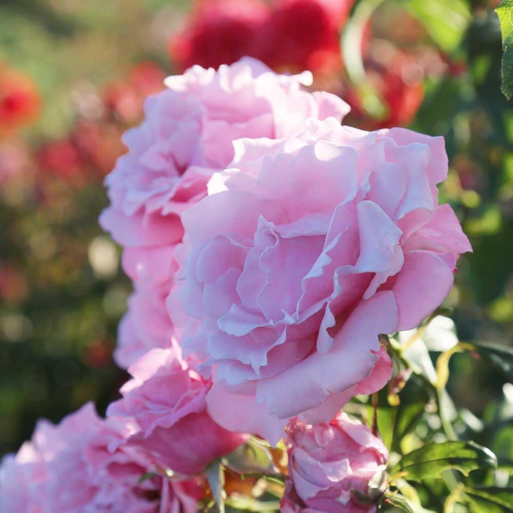 Heirloom Roses Rose Plant - Memorial Day™ Live Hybrid Tea Rose for Outdoor Planting
