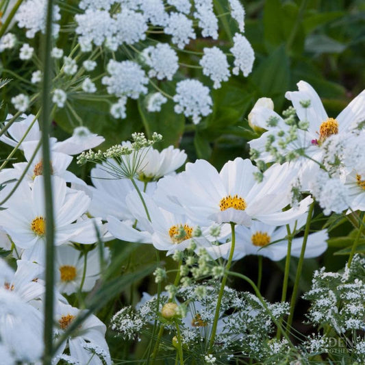 Eden Brothers Moon Garden Flower Mixed Seeds for Planting, 1/4 lb, 120,000+ Seeds with Cosmos Purity, Bishop's Flower | Attracts Pollinators, Plant in Spring or Fall, Zones 3, 4, 5, 6, 7, 8, 9, 10