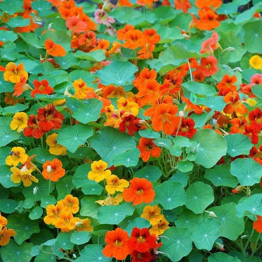 Dirt Goddess Super Seed~ Nasturtium, Tall Trailing Mix Seed~ Tropaeolum majus (5 Lbs)