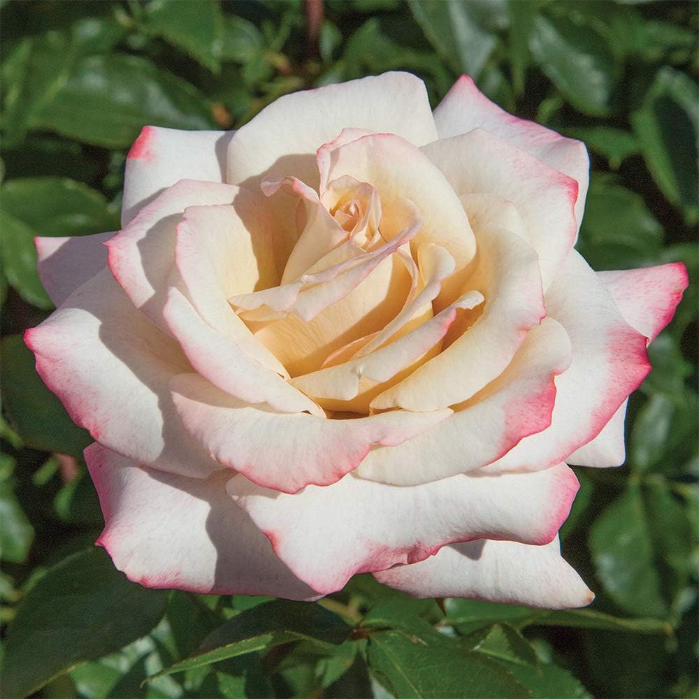 Heirloom Roses Rose Plant - Pinkerbelle™ Rose Bush, Hybrid Tea Roses Live Plant for Planting Outdoors