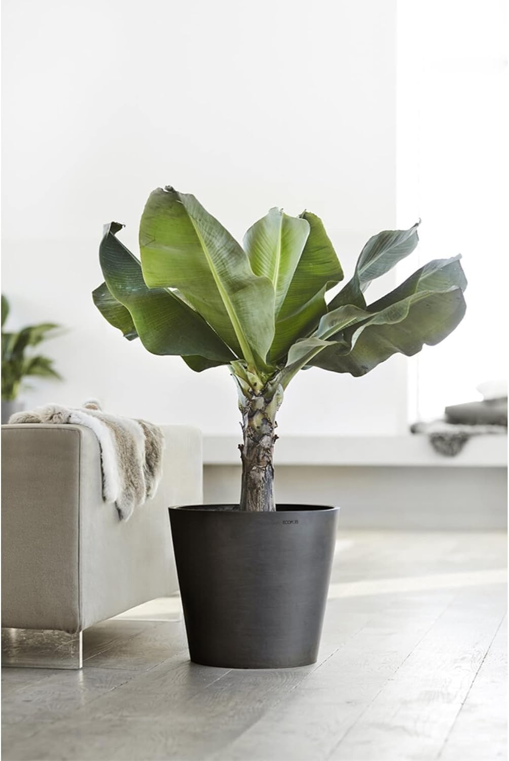 Ecopots Amsterdam Durable Modern Round Indoor/Outdoor Recycled-Based Composite Flower Pot Planter, Dark Grey, 16"