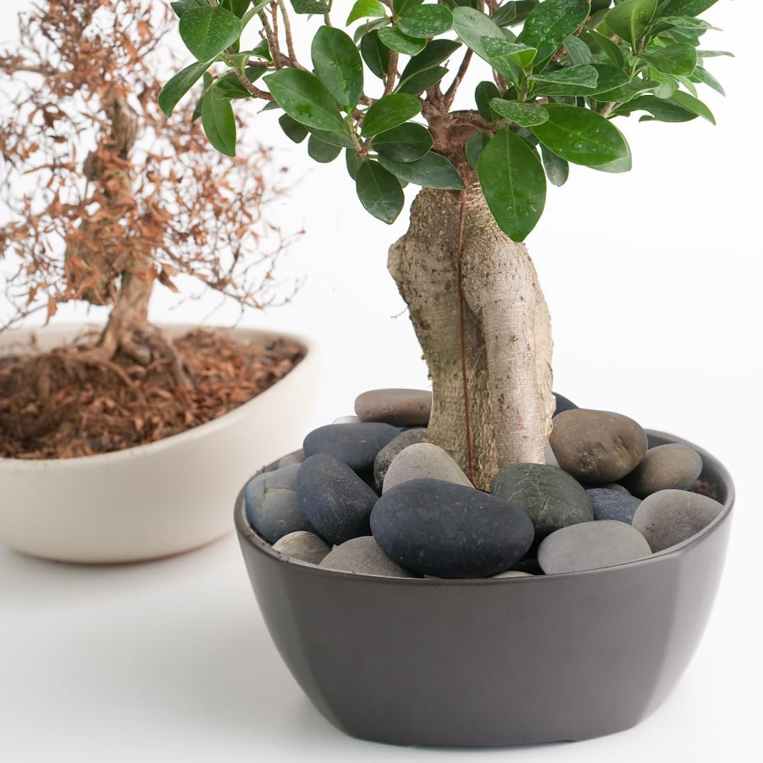 40lbs Natural River Rocks, 1-2" Premium Pebbles for Garden and Landscape Design, Hand-Picked Smooth Stones for Fish Tank, Flower Pots, Indoor Water Fountains, Pathways, Backyard